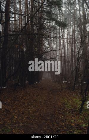 Road passing through scary mysterious forest with green light in fog in winter. Nature misty landscape. Scary halloween landscape background. Trail through mysterious dark old forest in fog. Magical atmosphere. Fairytale Stock Photo