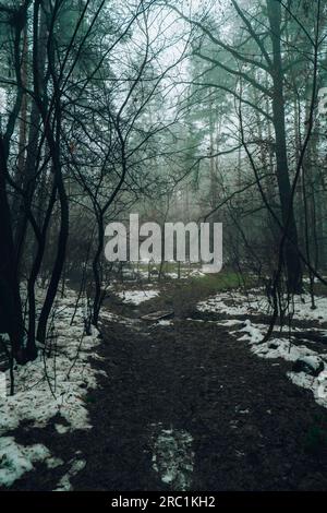 Road passing through scary mysterious forest with green light in fog in winter. Nature misty landscape. Scary halloween landscape background. Trail through mysterious dark old forest in fog. Magical atmosphere. Fairytale Stock Photo