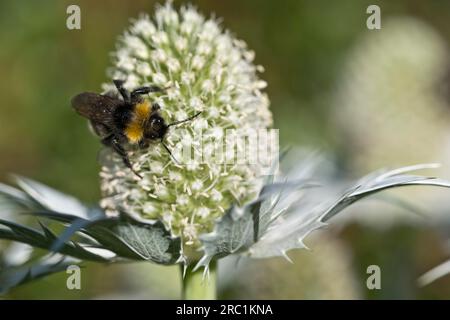 Forest cuckoo bumblebee (Fernaldaepsithycus sylvestris) on man litter (Eryngium giganteum), Emsland, Lower Saxony, Germany Stock Photo