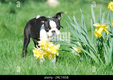 Boston Terrier, puppy, 12 weeks old, female, Black marked with white, standing next to daffodils (Narcissus), American Dog Breed, FCI, Standard No. Stock Photo