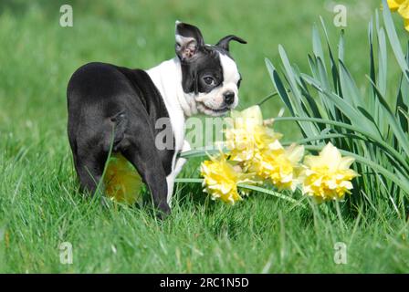 Boston Terrier, puppy, 12 weeks old, female, Black marked with white, standing next to daffodils (Narcissus), American Dog Breed, FCI, Standard No. Stock Photo