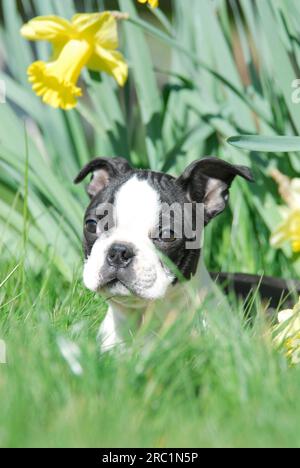 Boston Terrier, puppy, 12 weeks old, female, Black marked with white, is lying in front of Easter Seals, portrait, American Dog Breed, FCI, Standard Stock Photo