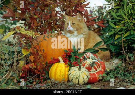 Domestic cat, tomcat between pumpkins in autumn Stock Photo