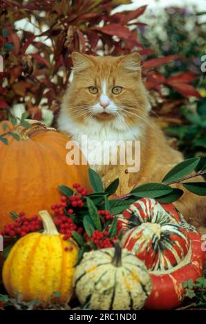 Domestic cat, tomcat between pumpkins in autumn Stock Photo