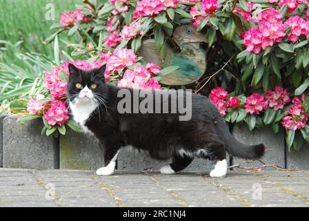Domestic cat, Black and White, standing in front of a flowering Rhododendron bush, cat, Black and White, standing in front of a flowering wildcat Stock Photo