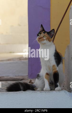 Domestic cat, Tortie and White, sitting in front of a violet and yellow wall, Cyclades, Greece, wildcat (felis silvestris) forma catus, domesticus Stock Photo