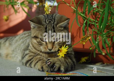 Young kitten, British Shorthair, Tabby, playing with a yellow blossom, kitten, British Shorthair, Mackerel Tabby, playing with a yellow wildcat Stock Photo