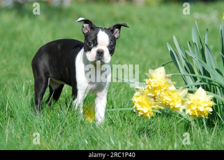 Boston Terrier, puppy, 12 weeks old, female, Black marked with white, standing next to daffodils (Narcissus), American Dog Breed, FCI, Standard No. Stock Photo