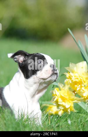 Boston Terrier, puppy, 12 weeks old, female, Black marked with white, beside daffodils (Narcissus), portrait, American dog breed, FCI, Standard No. Stock Photo