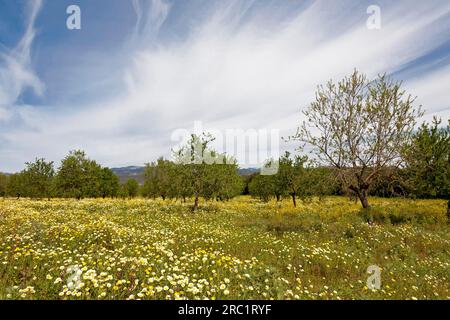 Flower meadow with crownwort (Glebionis coronaria), almond trees (Prunus dulcis), Majorca, Balearic Islands, Spain Stock Photo