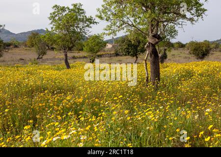 Flower meadow with crownwort (Glebionis coronaria), almond trees (Prunus dulcis), Majorca, Balearic Islands, Spain Stock Photo