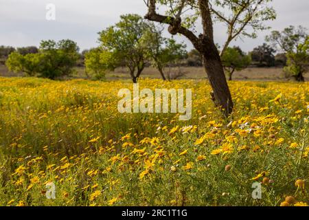 Flower meadow with crownwort (Glebionis coronaria), Majorca, Balearic Islands, Spain Stock Photo