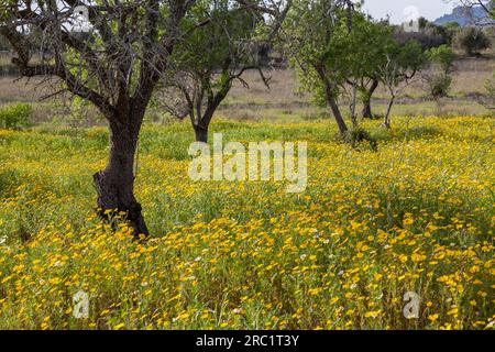 Flower meadow with crownwort (Glebionis coronaria), Majorca, Balearic Islands, Spain Stock Photo