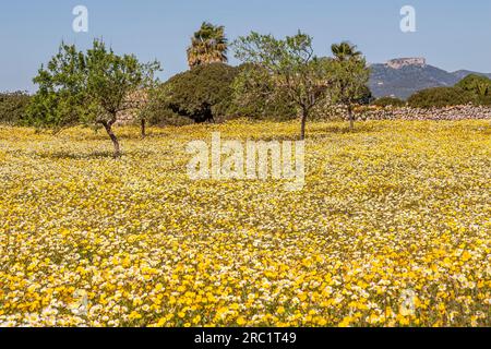 Flower meadow with crownwort (Glebionis coronaria), almond trees (Prunus dulcis), Majorca, Balearic Islands, Spain Stock Photo