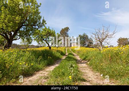 Flower meadow with crownwort (Glebionis coronaria), almond trees (Prunus dulcis), Majorca, Balearic Islands, Spain Stock Photo