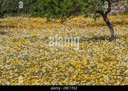 Flower meadow with crownwort (Glebionis coronaria), Majorca, Balearic Islands, Spain Stock Photo