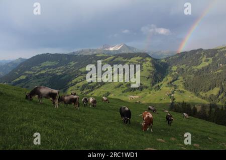 Grazing cows in the Bernese Oberland Stock Photo