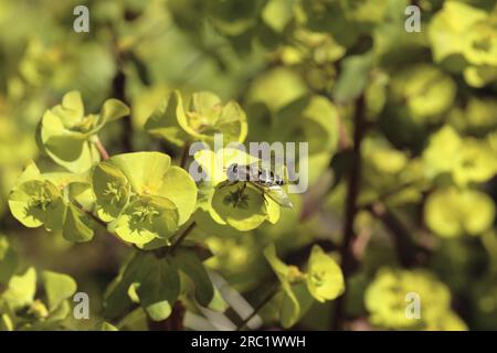 Wood spurge (Euphorbia amygdaloides) - 'Purpurea Stock Photo