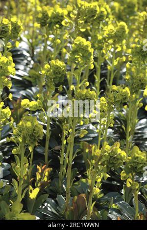 (Euphorbia amygdaloides) var. robbiae Stock Photo