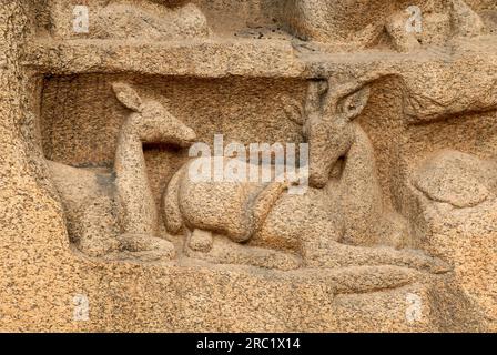 Deer carved on Arjunas penance Descent of the Ganges in Mahabalipuram Mamallapuram near Chennai, Tamil Nadu, South India, India, Asia. UNESCO World Stock Photo