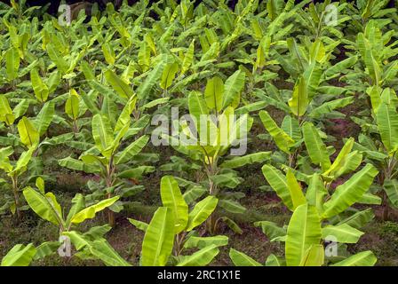 Banana (Musa) Plantain garden, Tamil Nadu, South India, India, Asia Stock Photo