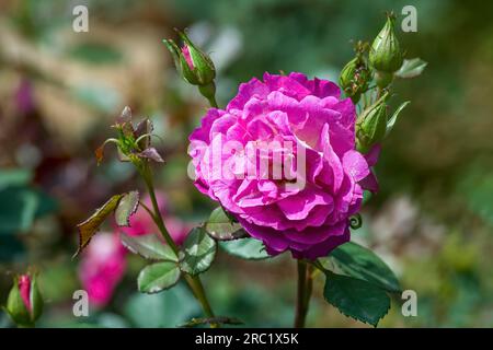 Picture of the Health rose flower Government Rose Garden Centenary Rose Park in Vijayanagaram at Ooty Udhagamandalam, Nilgiris, Tamil Nadu, South Stock Photo