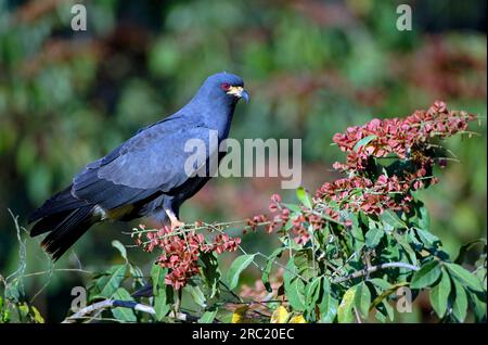 Snail Kite (Rostrhamus sociabilis), male, Pantanal, Brazil Stock Photo