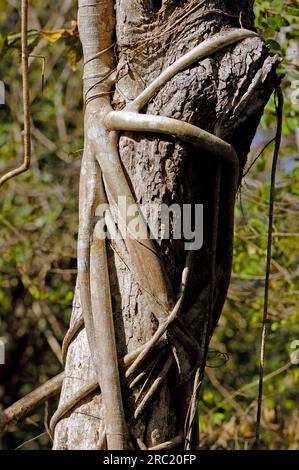 Tree with curtain Fig tree, florida strangler fig (Ficus aurea), Brazil Stock Photo