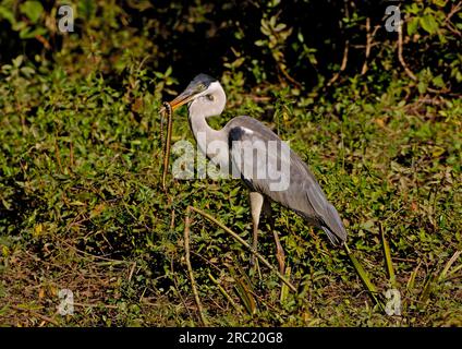 Cocoi Heron (Ardea cocoi) with seized Snake, Pantanal, Brazil Stock Photo