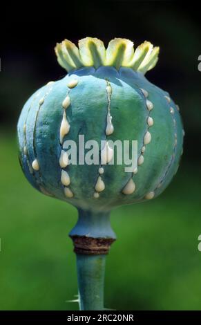 Opium poppy (Papaver somniferum), seed pod, scored Stock Photo