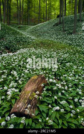 Large stand in deciduous forest, northern slope of the Swabian Alb near Moessingen, garden, Germany, germany, wild garlic (allium ursinum), wild Stock Photo
