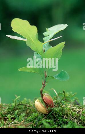 Oak, oak trees (quercus) (quercus rubor), oak, oaktree, roble, chene, deciduous tree, deciduous trees, acorns, oak foliage, oak branch, pedunculate Stock Photo