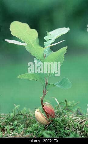 Oak, oak trees (quercus) (quercus rubor), oak, oaktree, roble, chene, deciduous tree, deciduous trees, acorns, oak foliage, oak branch, pedunculate Stock Photo