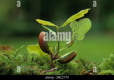 Oak, oak trees (quercus rubor) (quercus), oak, oaktree, roble, chene, deciduous tree, deciduous trees, acorns, oak foliage, oak branch, pedunculate Stock Photo