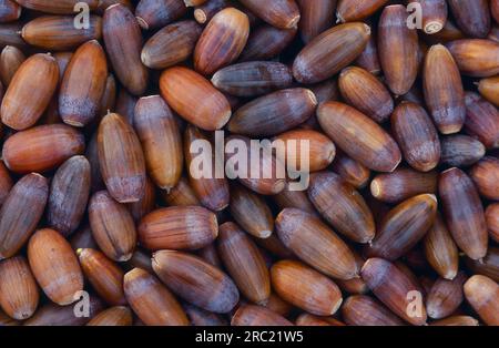 Oak, oak trees (quercus) (quercus rubor), oak, oaktree, roble, chene, deciduous tree, deciduous trees, oak leaves, oak branch, pedunculate oak Stock Photo