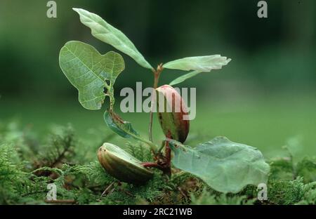 Oak, oak trees (quercus) (quercus rubor), oak, oaktree, roble, chene, deciduous tree, deciduous trees, acorns, oak foliage, oak branch, pedunculate Stock Photo