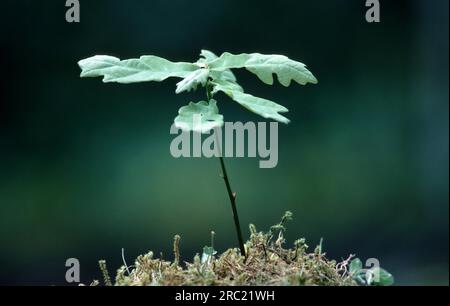 Oak, oak trees (quercus) (quercus rubor), oak, oaktree, roble, chene, deciduous tree, deciduous trees, acorns, oak foliage, oak branch, pedunculate Stock Photo