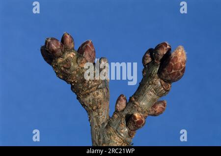 Oak, oak trees (quercus) (quercus rubor), oak, oaktree, roble, chene, deciduous tree, deciduous trees, acorns, oak foliage, oak branch, pedunculate Stock Photo