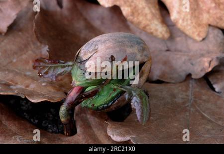 Oak, oak trees (quercus) (quercus rubor), oak, oaktree, roble, chene, deciduous tree, deciduous trees, acorns, oak foliage, oak branch, pedunculate Stock Photo