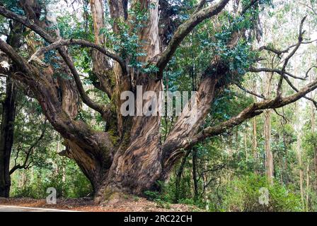 Big sized (Eucalyptus) tree in Nilgiris, Ooty Udhagamandalam, Tamil Nadu, South India, India, Asia Stock Photo