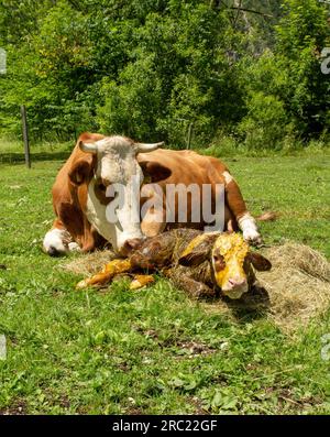 A 5 minute old newborn calf is lying on its side next to its cow mother. Stock Photo