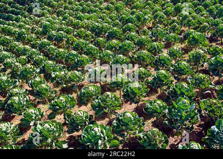Vegetable cabbage (Brassica oleracea var. capitata) field in Ooty Udhagamandalam, Nilgiris, Tamil Nadu, South India, India, Asia Stock Photo
