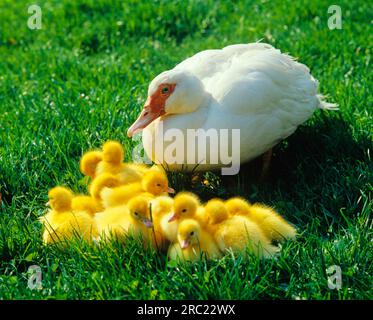 Domestic muscovy ducks, females with chicks, domestic duck Stock Photo