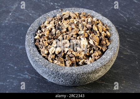 Silver primrose rhizome (Cimicifugae rhizoma), Sheng Ma Stock Photo - Alamy