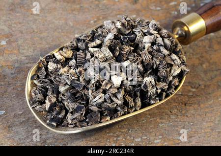 Silver primrose rhizome (Cimicifugae rhizoma), Sheng Ma Stock Photo - Alamy