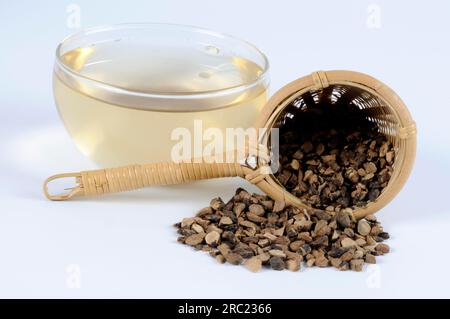 (Cyperi Rhizoma), Xiang Fu, nut grass rootstock tea Stock Photo