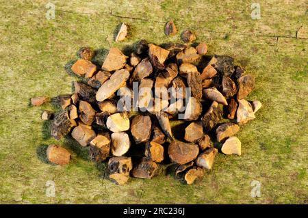 Nutgrass rhizome (Cyperi rhizoma), Xiang Fu Stock Photo