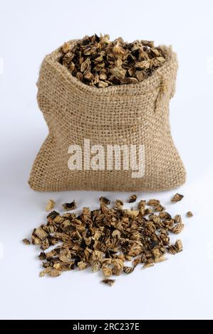 Silver primrose rhizome (Cimicifugae rhizoma), Sheng Ma Stock Photo - Alamy