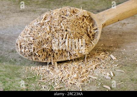 Taiga Root Powder Taiga root (Radix Eleutherococci), devil's bush, prickly panax ...