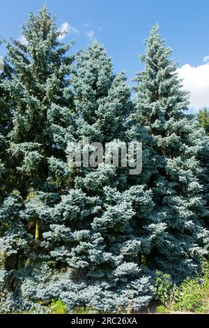 Colorado Blue Spruce trees Picea pungens Moerheimii Glauca Group Stock Photo
